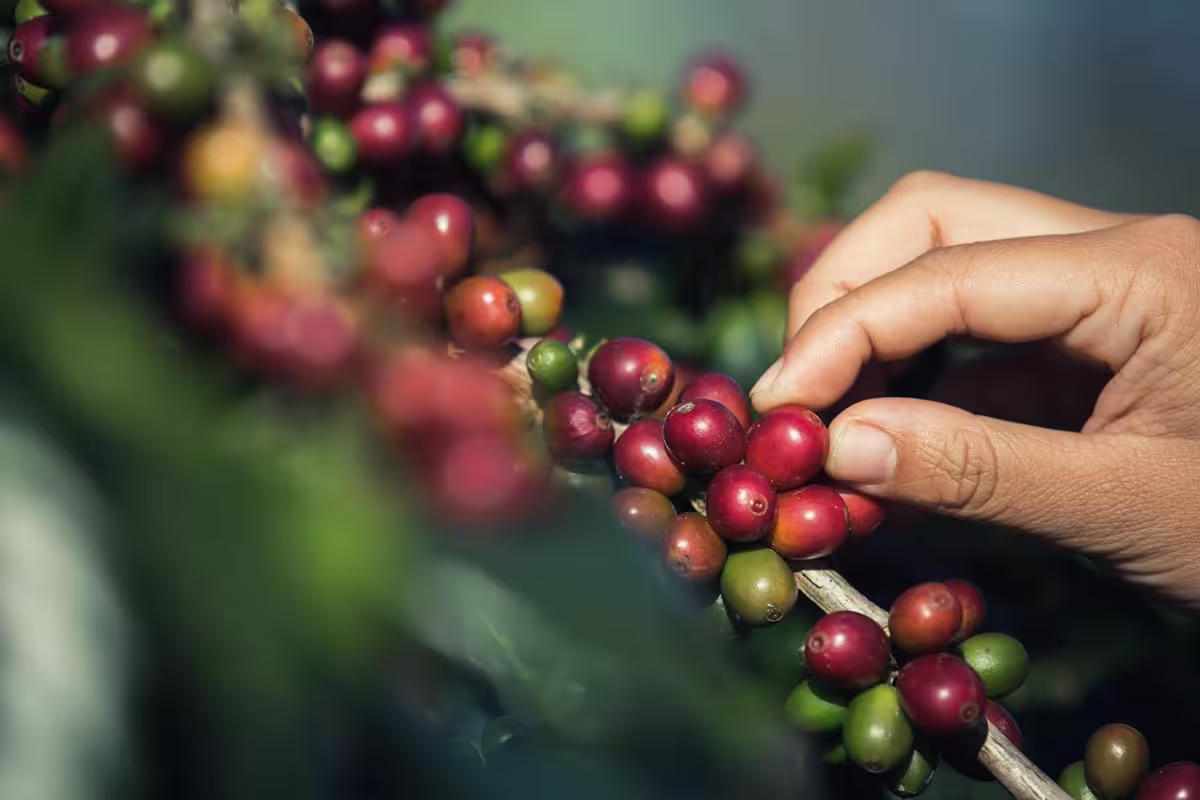 Lavoura de café
